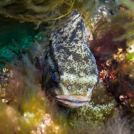 Semesterbostad Tjeldsundbrua Maritim Evenskjer
